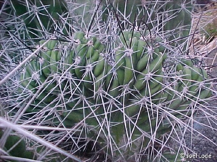 Stetsonia coryne v. cristata ©JL